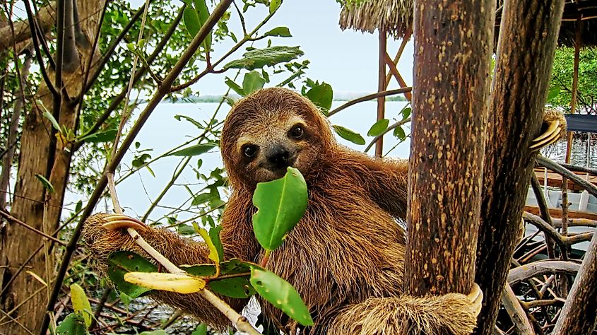 rainforest biome animals