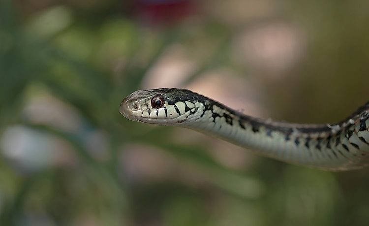 A garter snake moving through high grass