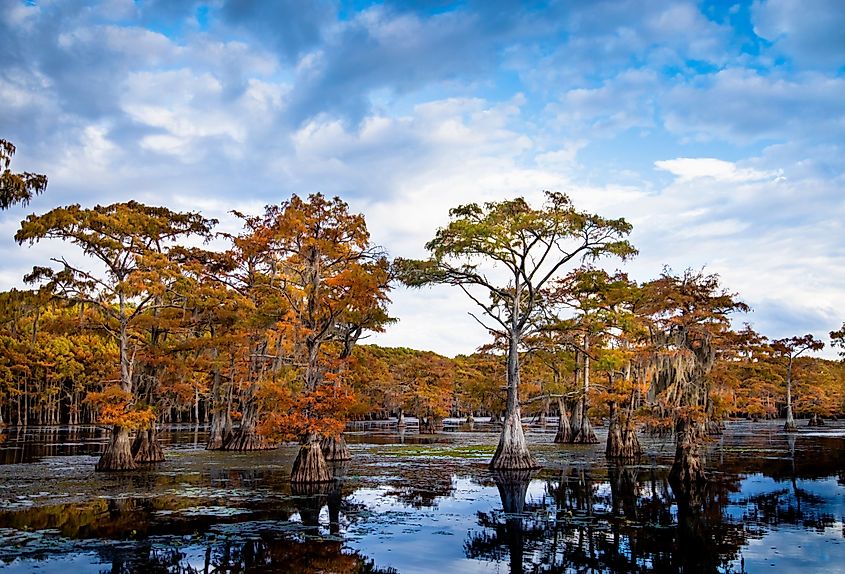 Bald cypress trees in autumn color at Caddo Lake, Texas.