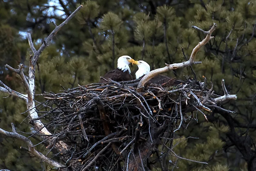 A nesting pair of bald eagles.