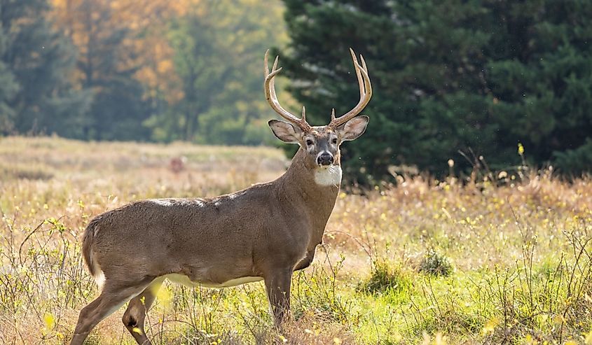 White-tailed Deer (Odocoileus virginianus) Buck in autumn