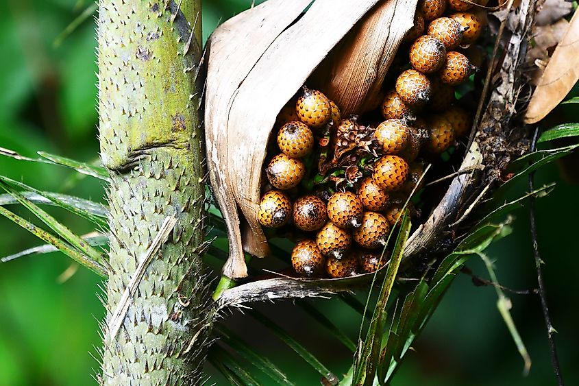 Fresh rattan fruits on rattan tree in tropical rainforest at Taman Negara national park, Pahang