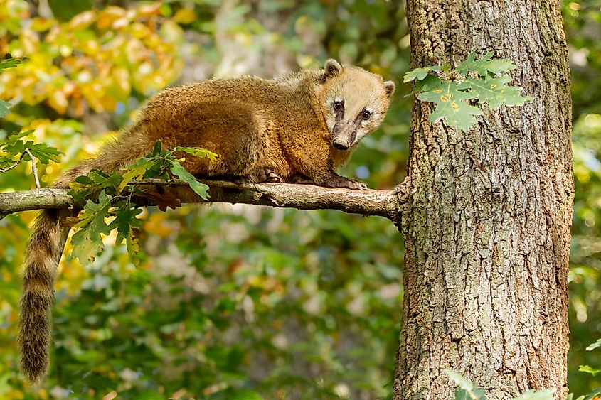 Animals That Live On The Rainforest Floor | Viewfloor.co