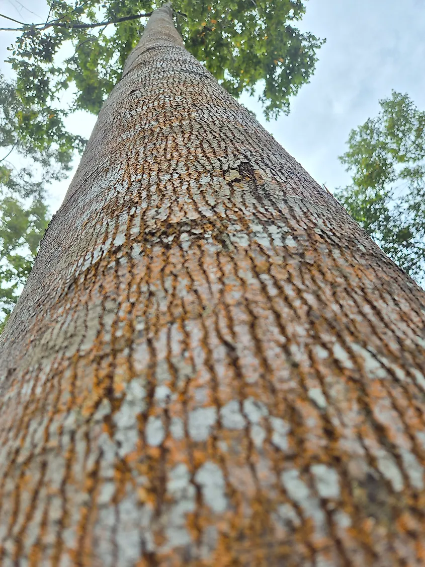 Towering Yellow Meranti tree trunk.