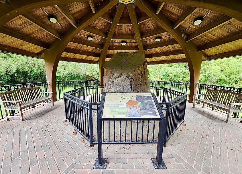The remnants of Wye Oak tree, Wye Oak State Park, Wye Mills, Maryland