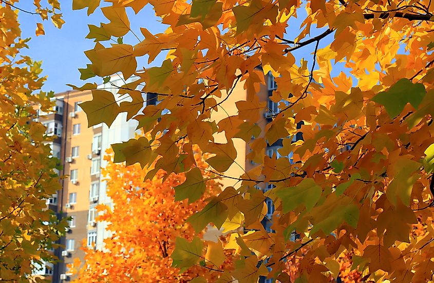Liriodendron tulipifera tulip tree beautiful golden autumn leaves close up