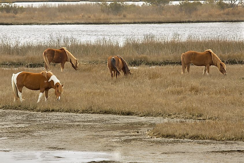 Wild ponies (horses) grazing on marsh vegetation in late winter at Assateague Island National Seashore on the Atlantic Ocean in Berlin, Maryland, USA.