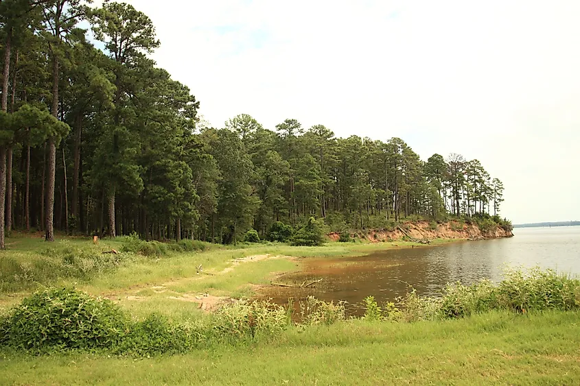 A landscape with trees at the Sabine National Forest, Texas. 