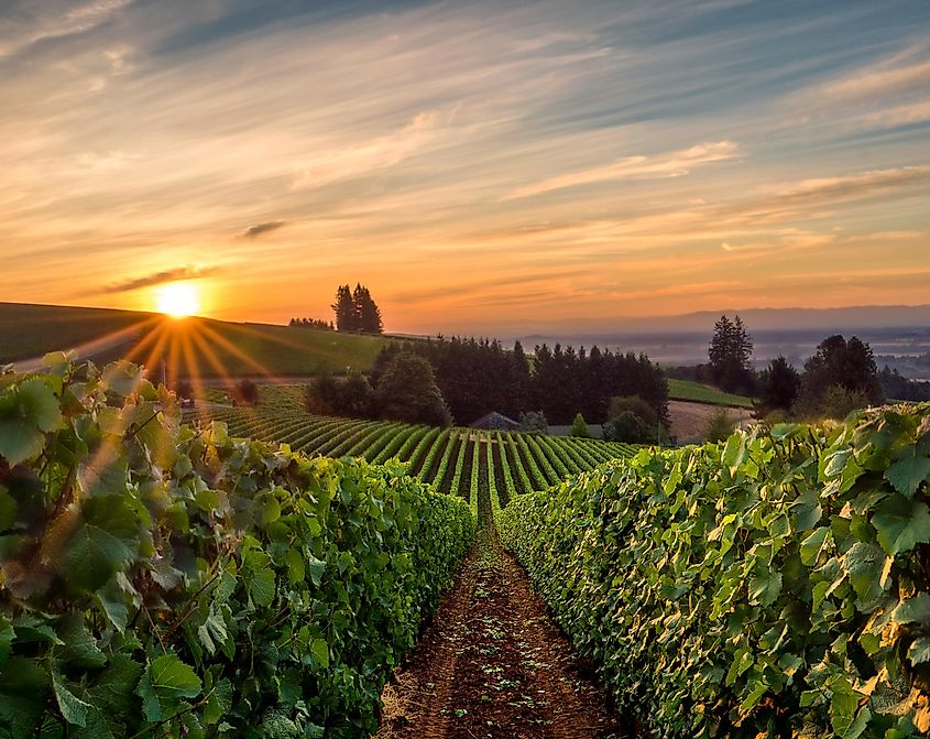 Sun rising over a vineyard in Willamette Valley. 
