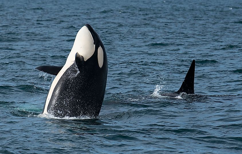 An orca jumps from the water in Monterey Bay National Marine Sanctuary. Credit: National Marine Sanctuaries, Public domain, via Wikimedia Commons
