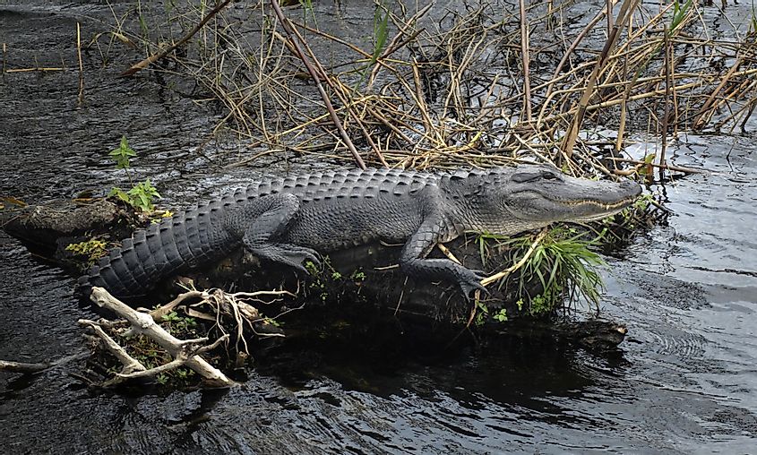 American alligator resting on a log in Everglades National Park, Florida