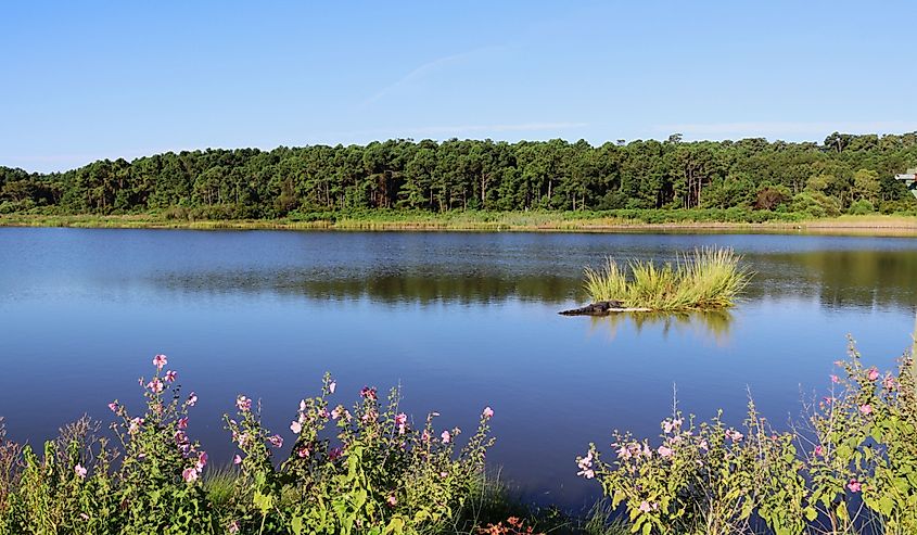 View across the expansive salt marsh at Huntington Beach State Park, South Carolina, USA