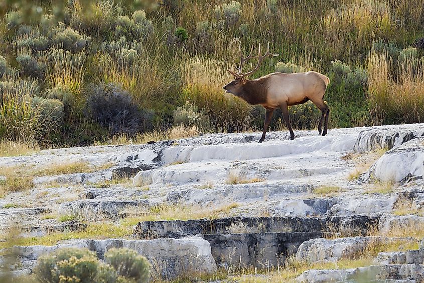 Mammoth Hot Springs region