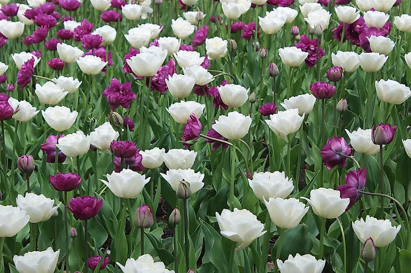Tulips