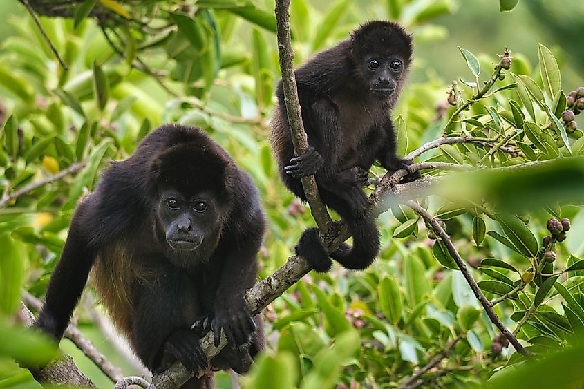 mANTLE HOWLER MONKEY CORCOVADO