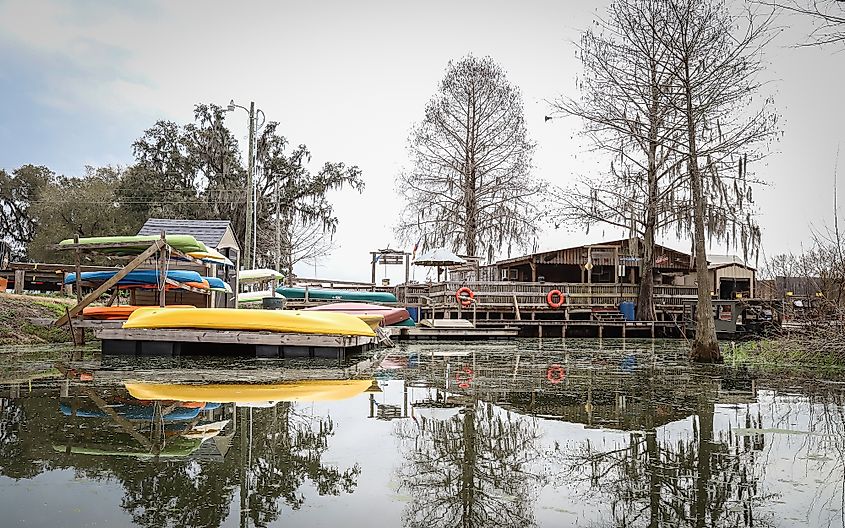 Champagne's Cajun Swamp Boat Tours offer swamp tours of Lake Martin and its wildlife in Breaux Bridge, Louisiana.