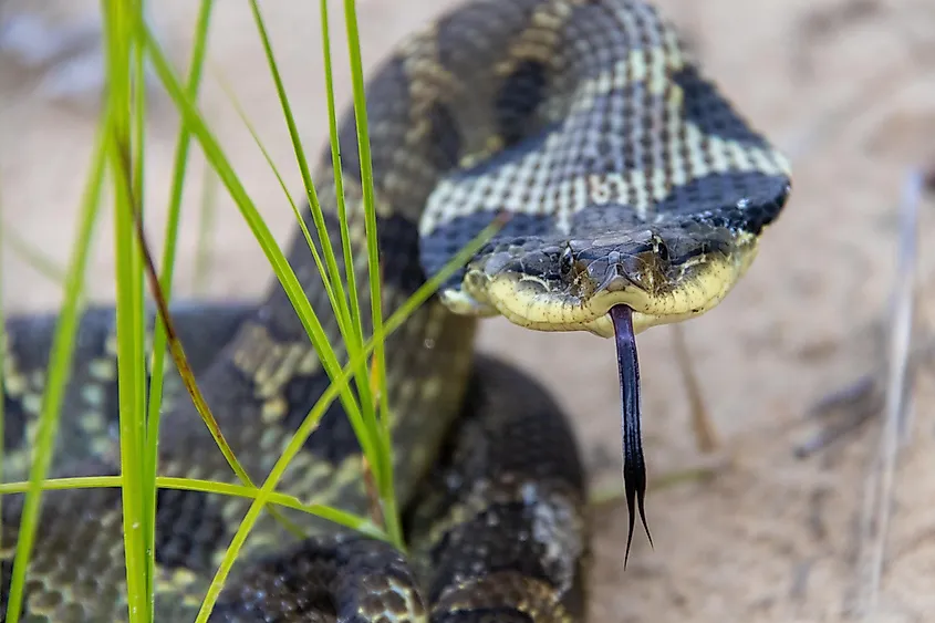 The threat display by a hognose snake.