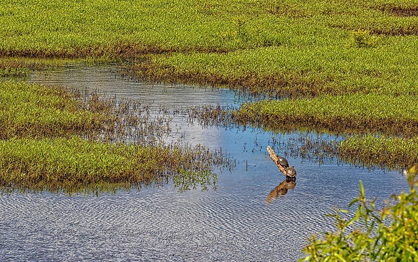 A wetland along the Natchez Trace Parkway.