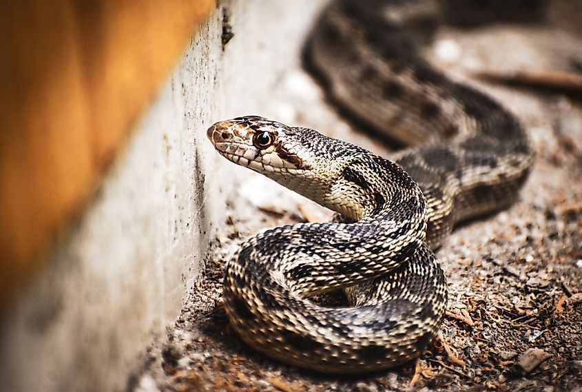 Closeup of a Gopher Snake.