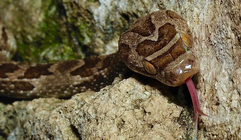 Sonoran Lyre Snake