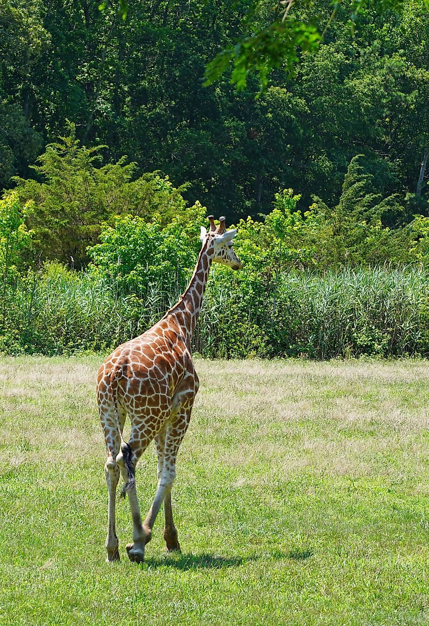Giraffe at the African Savanna exhibit at Cape May County Park & Zoo in Cape May County, New Jersey