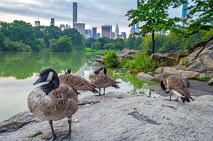 Birds in Central Park, New York.
