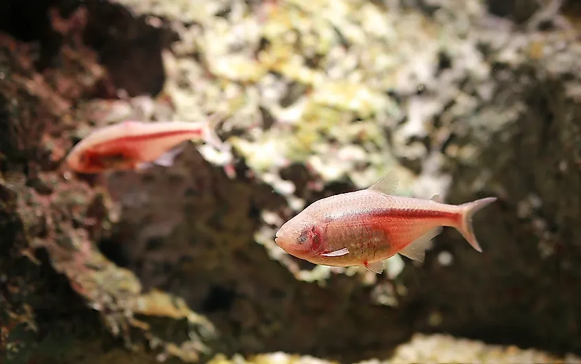 Blind Cave Tetras