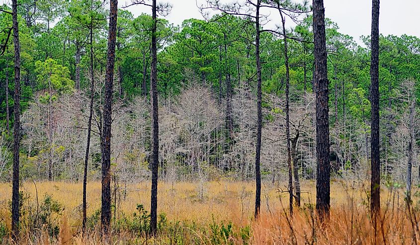 Sandhill Crane Wildlife Refuge, Mississippi. Image shows forested area.