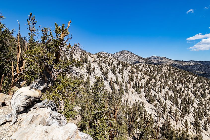 Ancient Bristlecone Pines in the Inyo National Forest