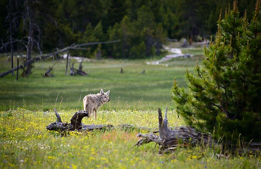 A wolf in Yellowstone National Park.