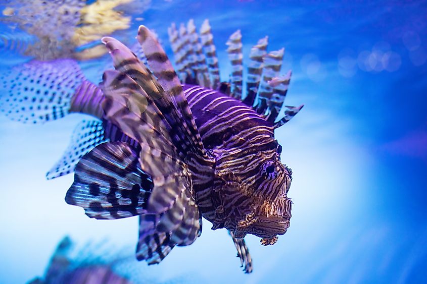 A devil firefish in the water.