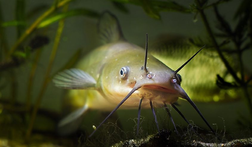 big mouth and barbels of dangerous invasive freshwater predator fish Channel catfish, Ictalurus punctatus.