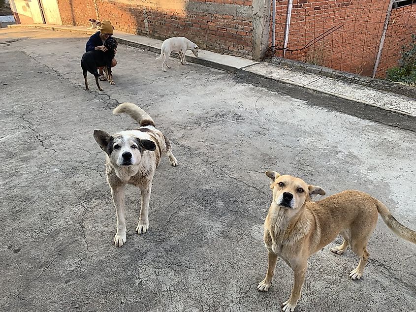 A woman playing with five dogs in an alleyway.