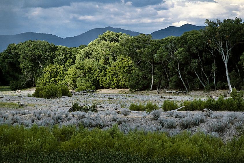 The stunning landscape of the Gila National Forest in New Mexico.