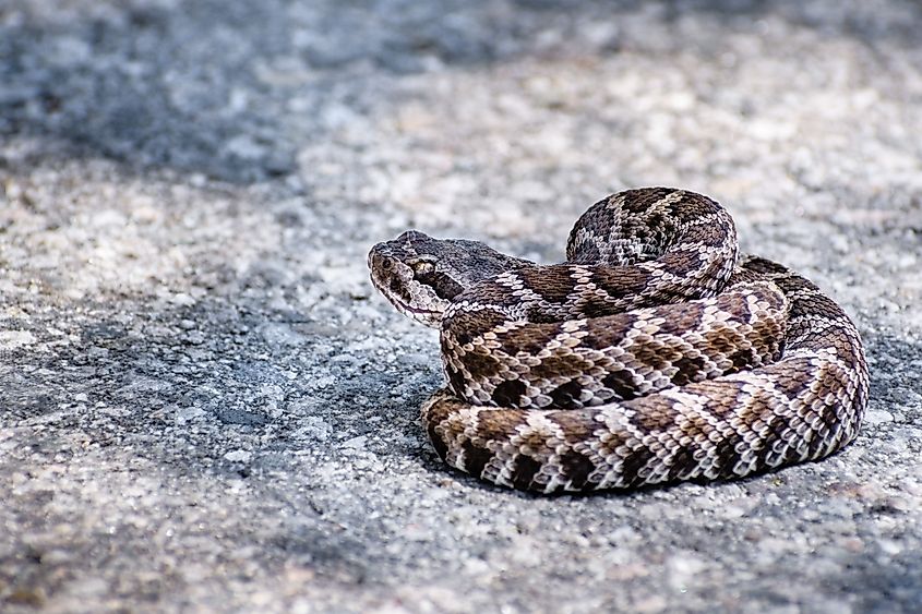 Close up of a young Southern Pacific Rattlesnake coiled in the middle of a paved road.
