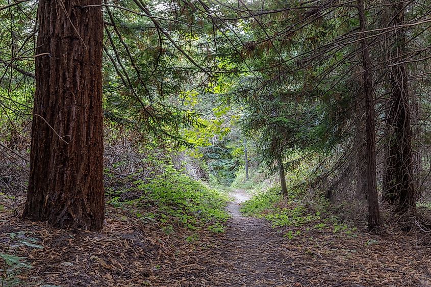 Footpath through lush foliage. Portola Redwoods State Park, San Mateo County, California
