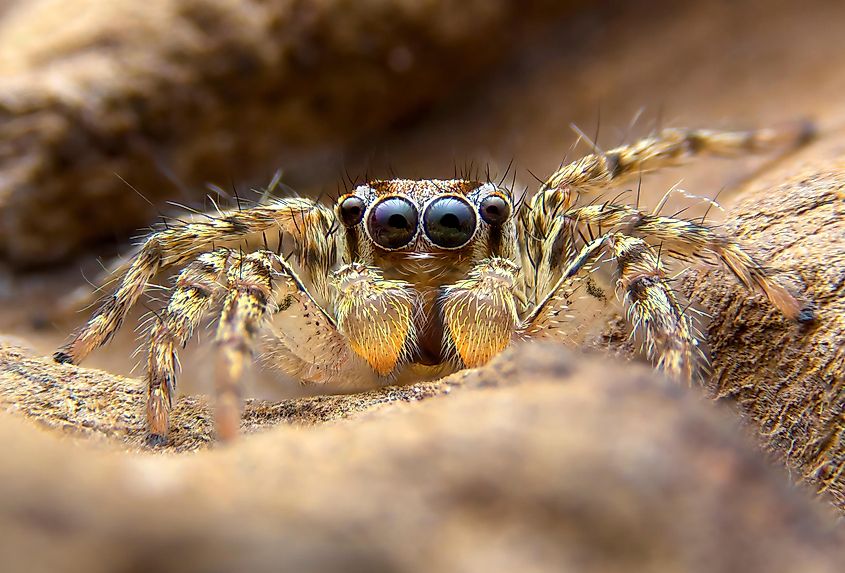 Jumping spider(Salticidae) at high magnification.