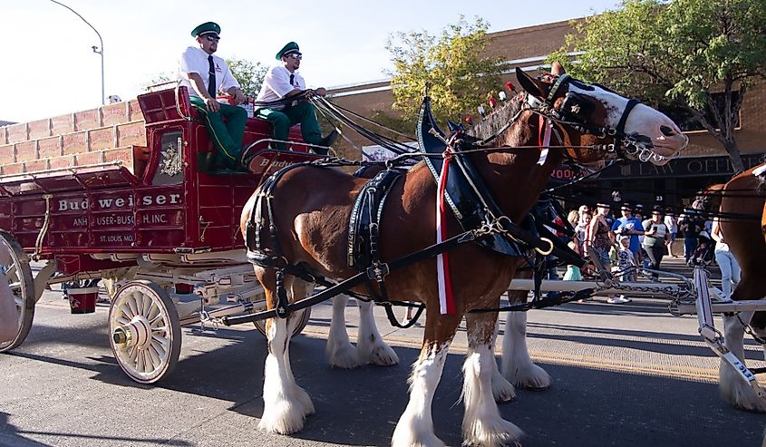 Budweiser Clydesdales beer wagon in downtown Vernal, Utah.