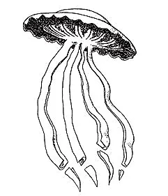 An illustration of the giant phantom jelly, Stygiomedusa gigantea.