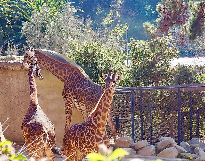 Editorial Photo Credit: snancys via Shutterstock. Masai giraffes at the Santa Barbara, California zoo