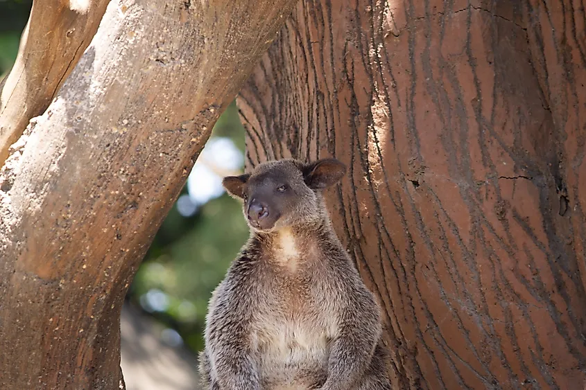 Bennett's tree-kangaroo lives in the Daintree Rainforest.