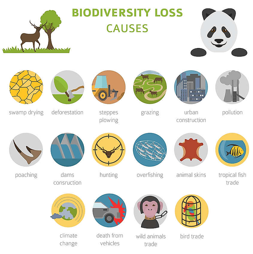 Biodiversity The Knowledge Library