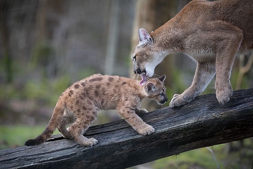 Mountain Lion Facts - WorldAtlas