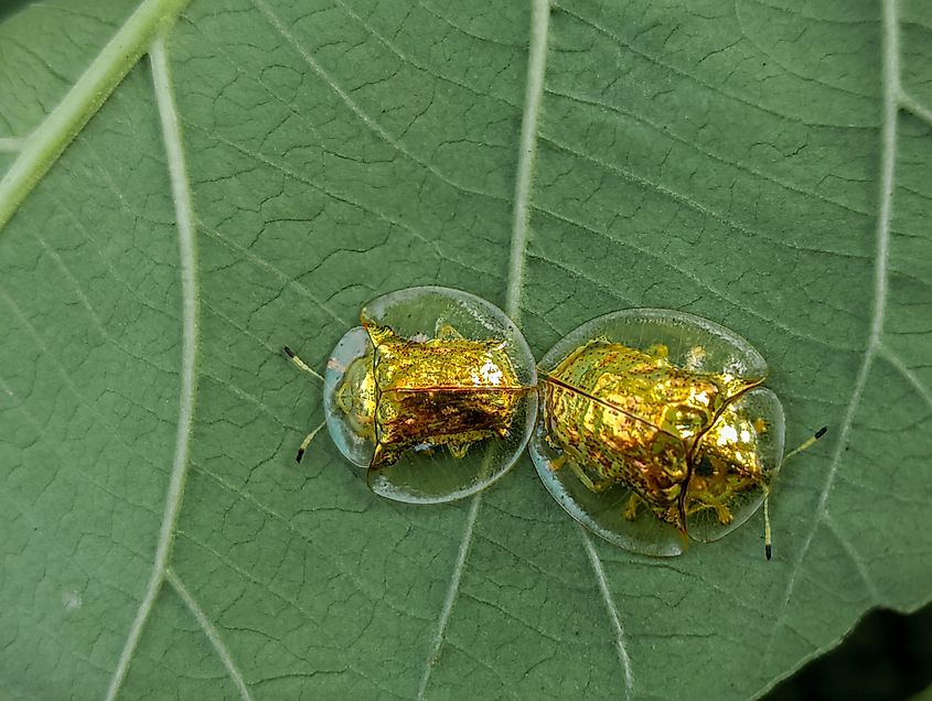 Golden metallic shine of the golden tortoise beetle.