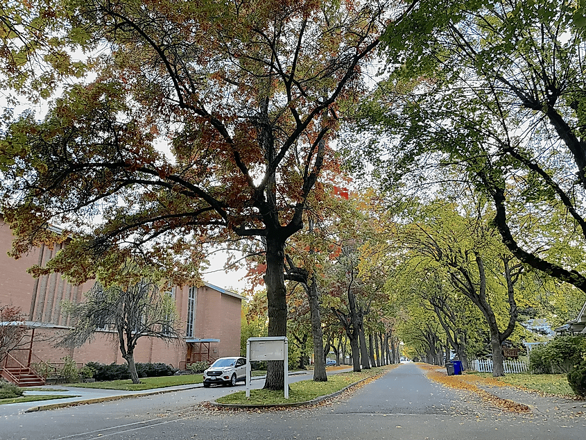 Dalton Avenue in Millwood in fall.