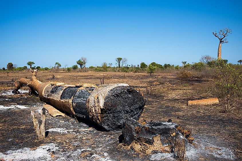Deforestation is a major conservation issue in Madagascar.