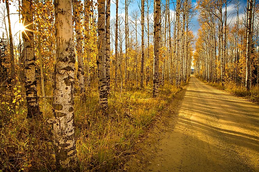 Aspen trees in fall.