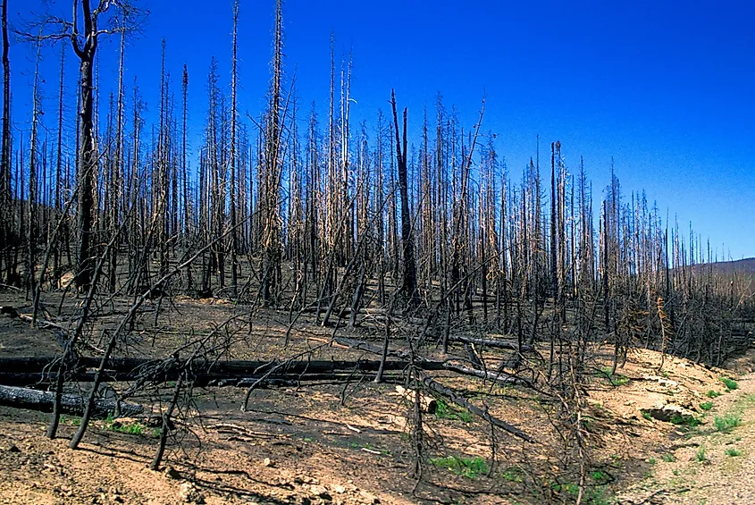 Aftermath of a forest fire in Yellowstone National Park Wyoming.