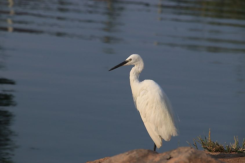 Little Egret on the Sea of Galilee