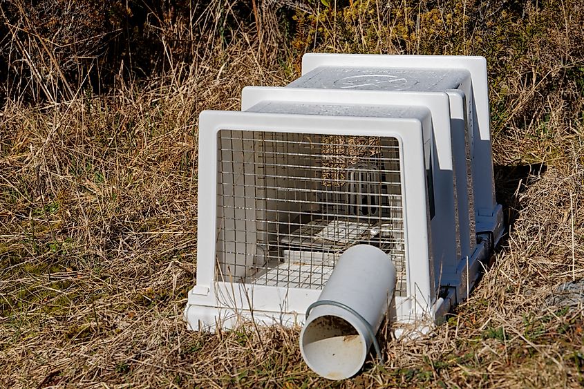 A trap to catch stoats in New Zealand to create predator-free islands to protect indigenous birds.